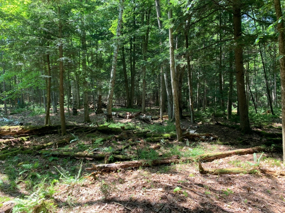 10 Acres Of Buildable Land For Sale In Southern Adirondacks