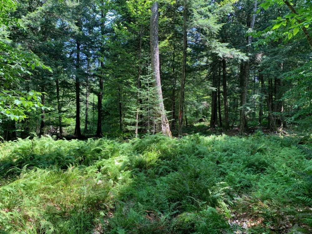 10 Acres Of Buildable Land For Sale In Southern Adirondacks