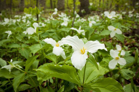 Trilliums in the Adk Mtns