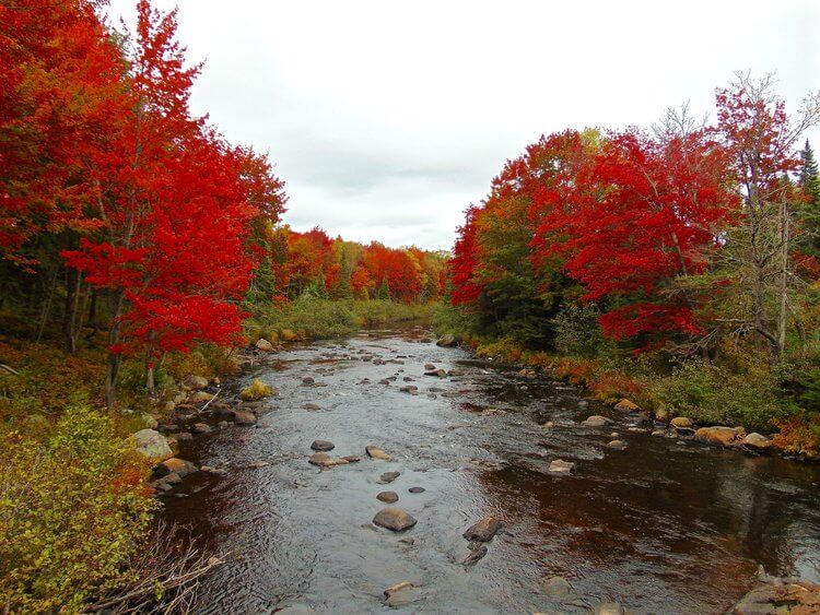 Stream in the Adirondacks during Fall