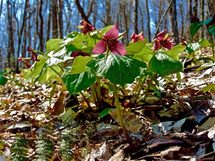 Red Trillium