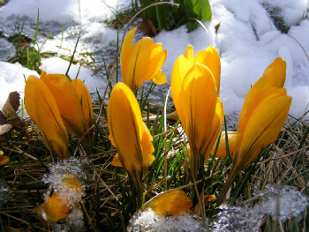 spring flowers breaking through snow