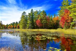 Pond with lilly pads surrounded by colored trees