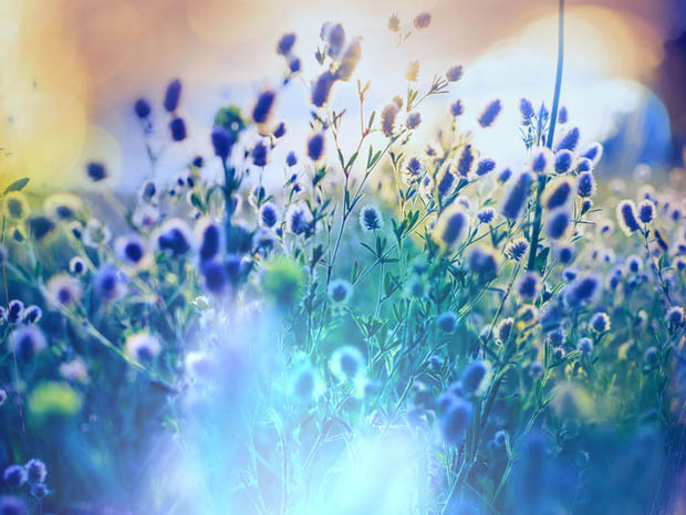 Sunshine shining on blue flowers