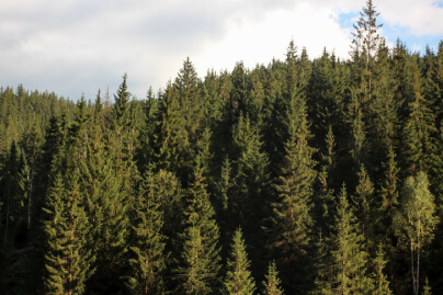 Forest of Conifer Trees
