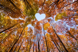 Fall trees with heart shaped space