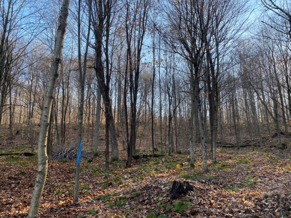 Buildable Lakefront Land for Sale Near Malone, NY