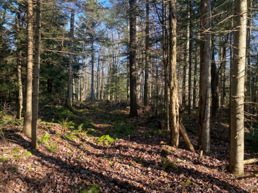 ADK Buildable Land for Sale with Lake Access, ONLY 49,000