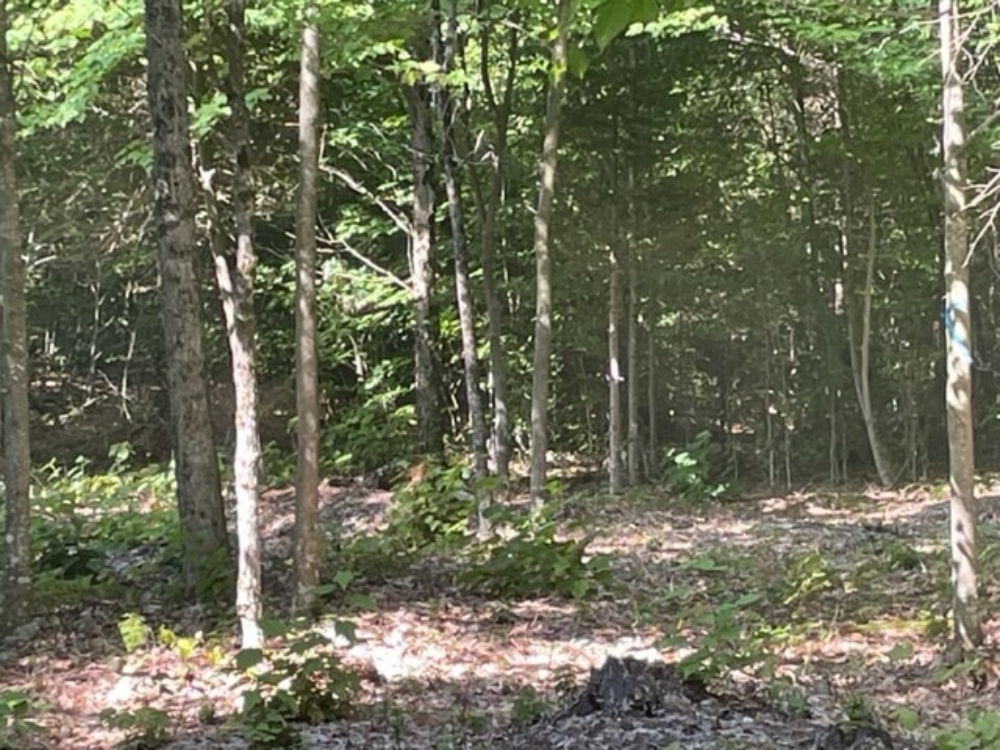 6 8 acres adirondack lakefront property for sale at twin ponds