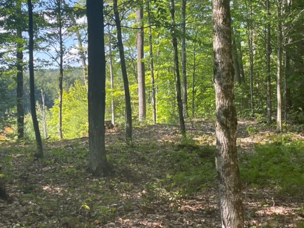 6.8 Acres Adirondack Lakefront Property for Sale at Twin Ponds