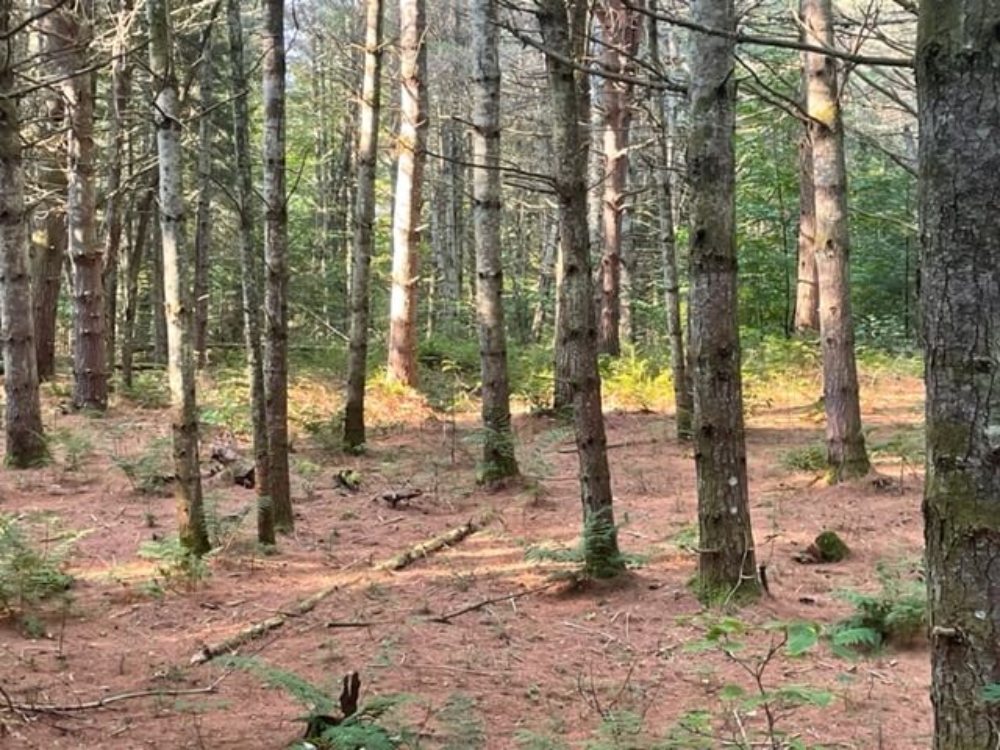 5 Acres of Buildable Land for Sale with Lake Rights