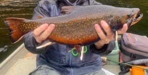 Brook Trout Flourish In Little Moxie Pond After Removing Suckers, Shiners