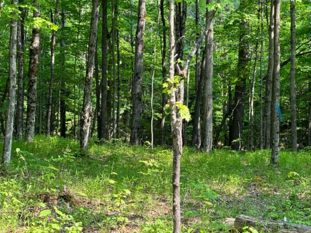Secluded Land for Sale in the Adirondacks Twin Ponds Preserve