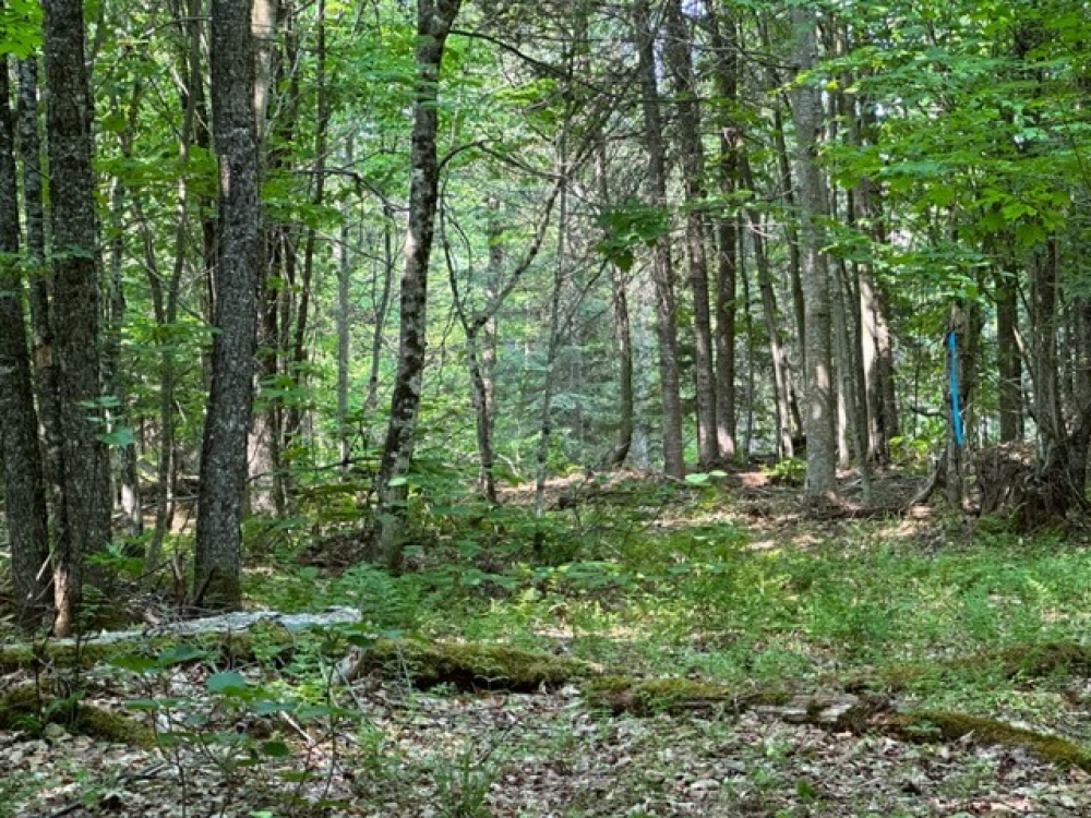 Buildable Waterfront Land for Sale in the Adirondacks