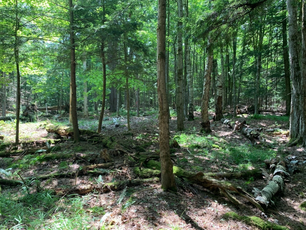 10 Acres of Buildable Land for Sale in Southern Adirondacks