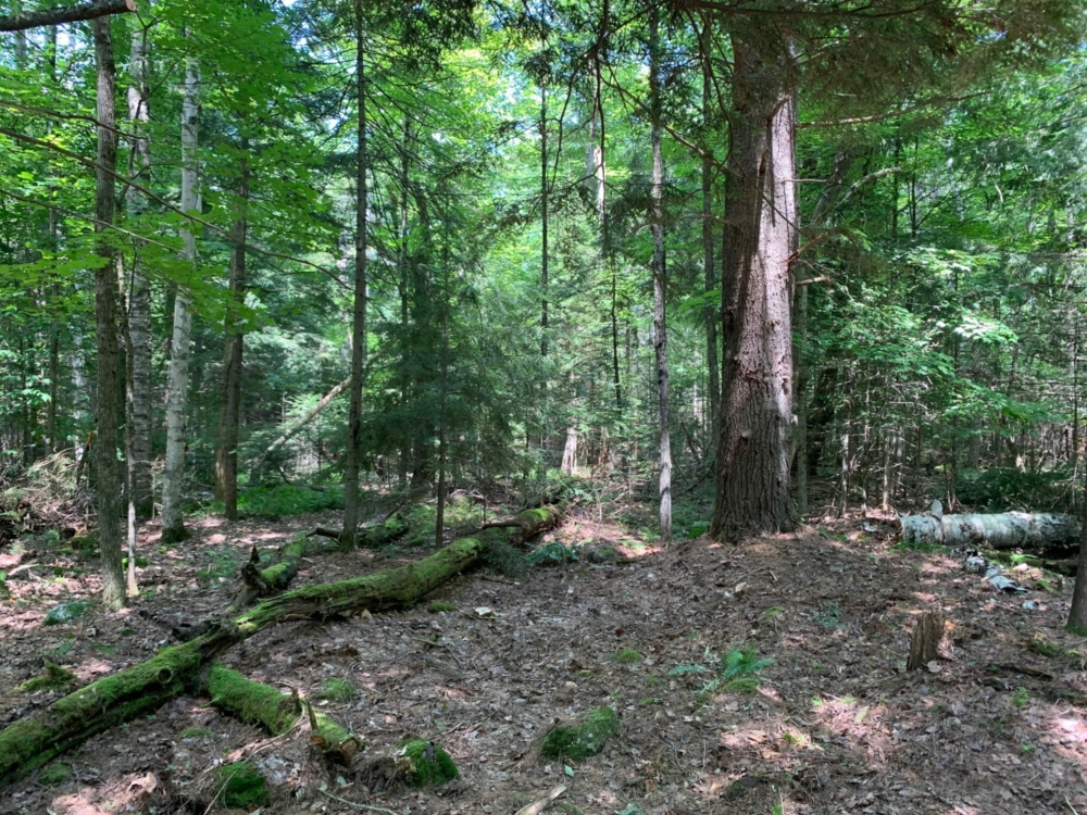 10 Acres of Buildable Land for Sale in Southern Adirondacks
