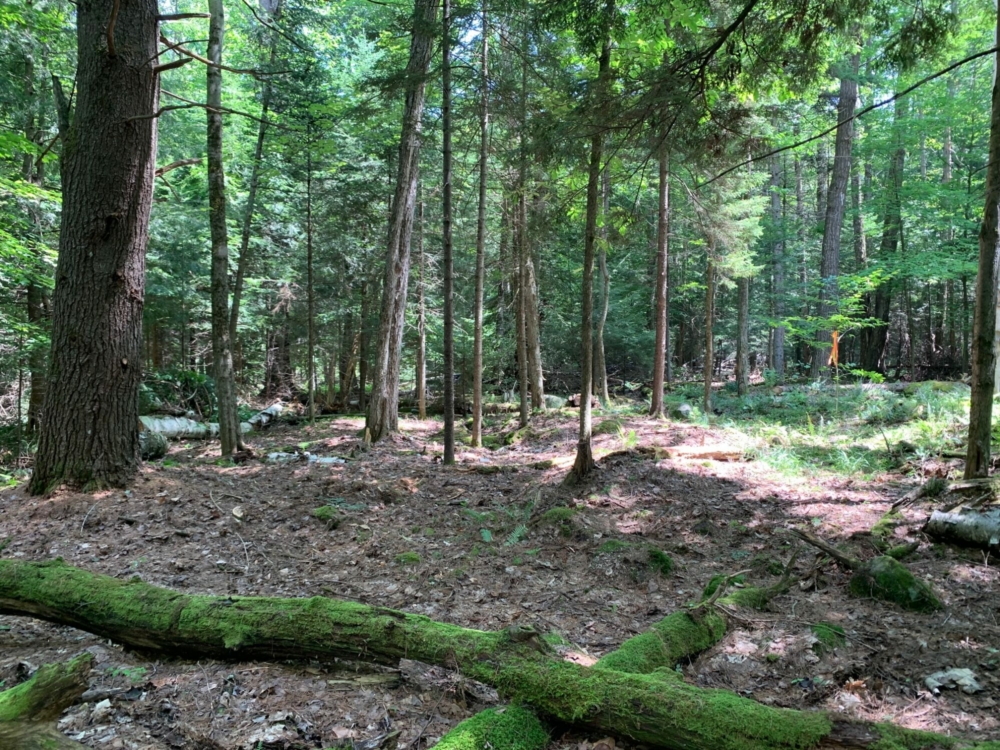 10 Acres of Buildable Land for Sale in Southern Adirondacks
