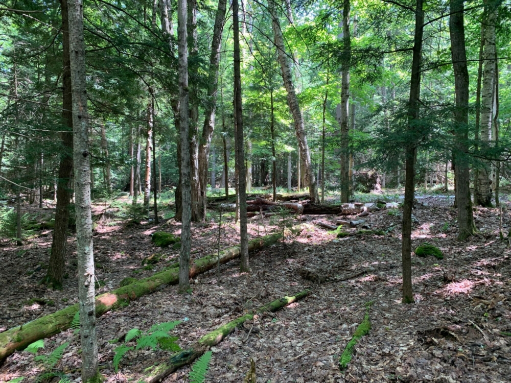 10 Acres of Buildable Land for Sale in Southern Adirondacks