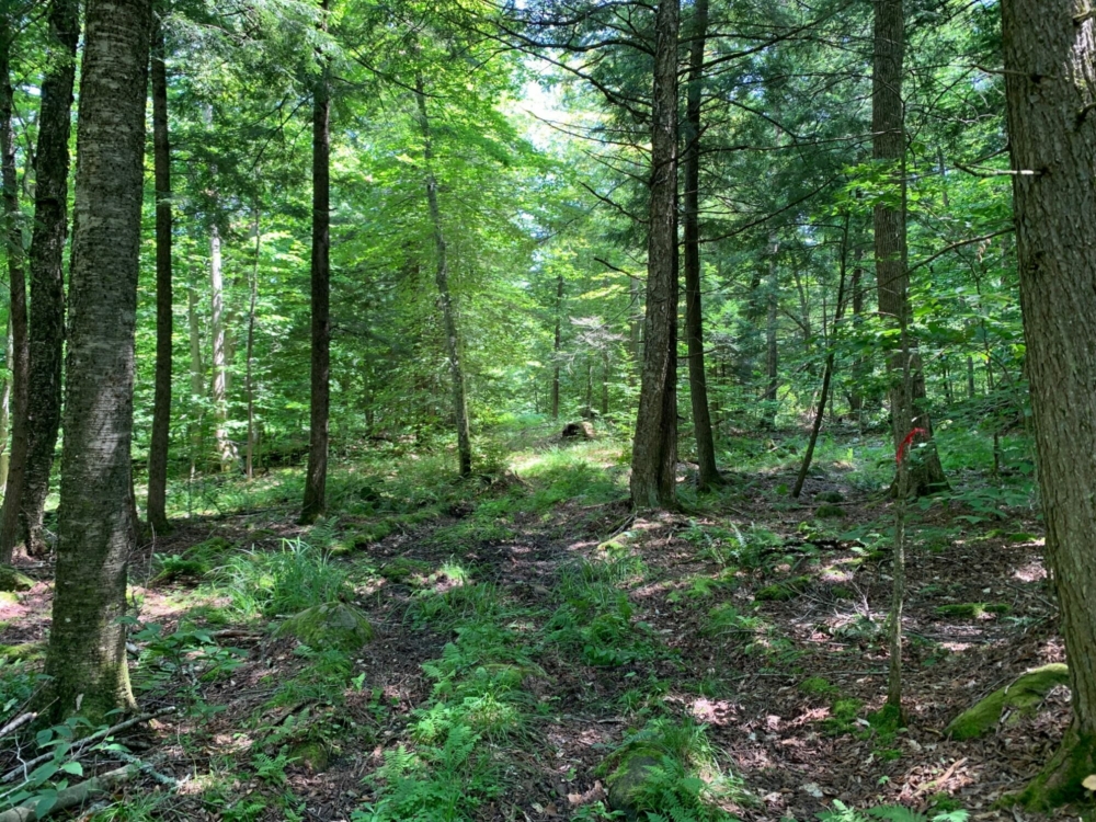 10 Acres of Buildable Land for Sale in Southern Adirondacks