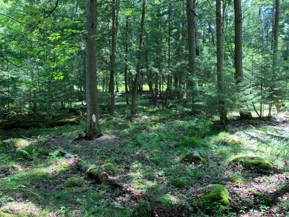 10 Acres of Buildable Land for Sale in Southern Adirondacks
