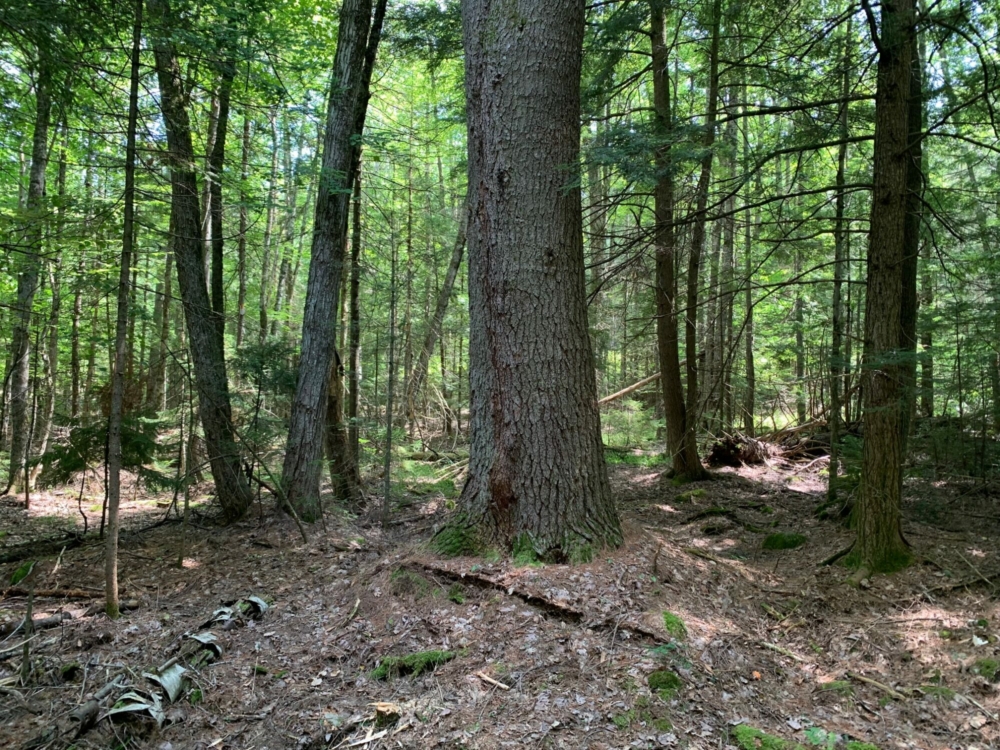 10 Acres of Buildable Land for Sale in Southern Adirondacks