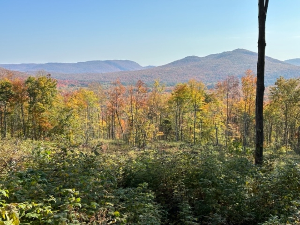 80 Adirondack Acres Bordering State Land