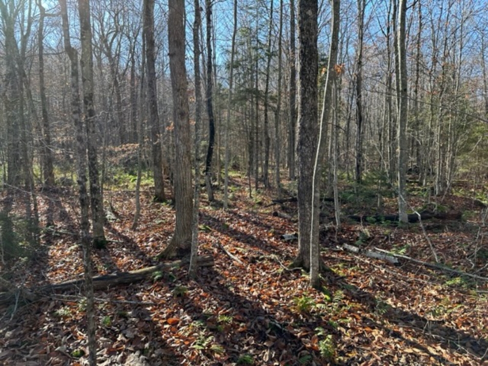 47 Acres with Deeded Lake Access Adirondack Land for Sale