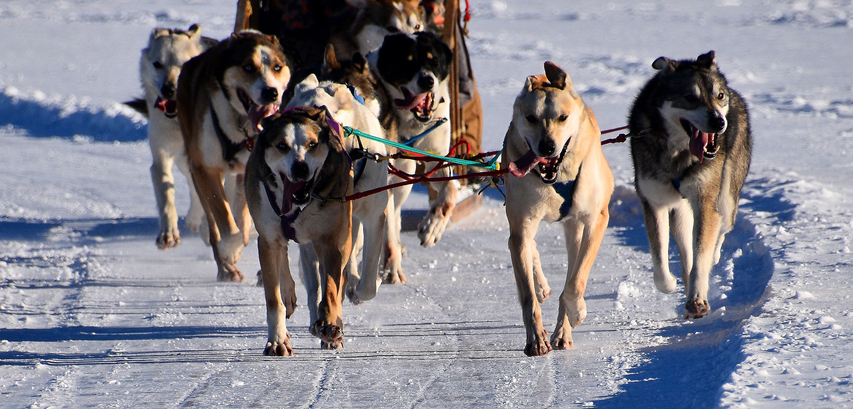 sled dogs on mirror lake