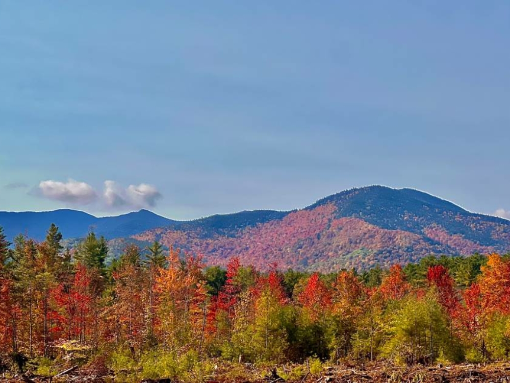 views-whiteface