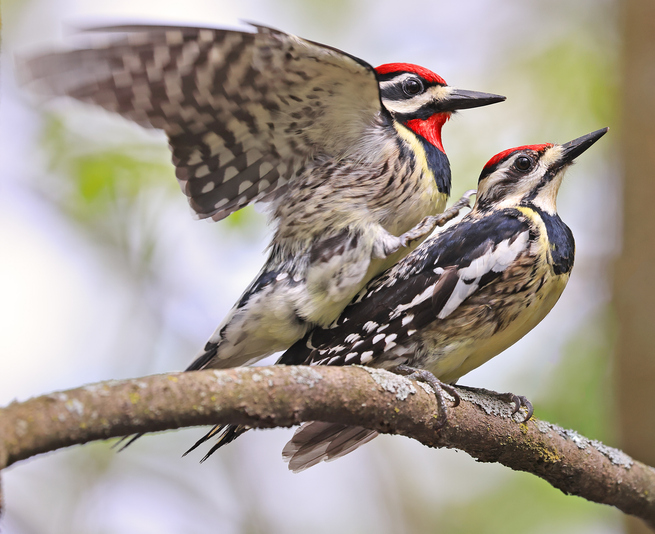 Yellow-bellied Sapsucker