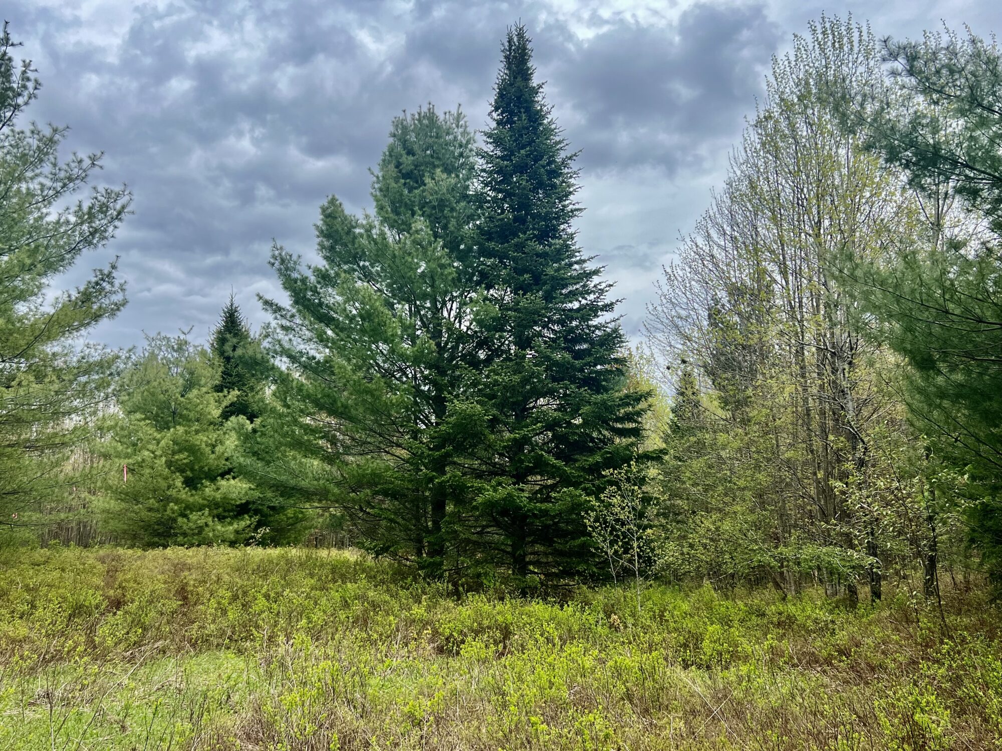 homesteading-adks