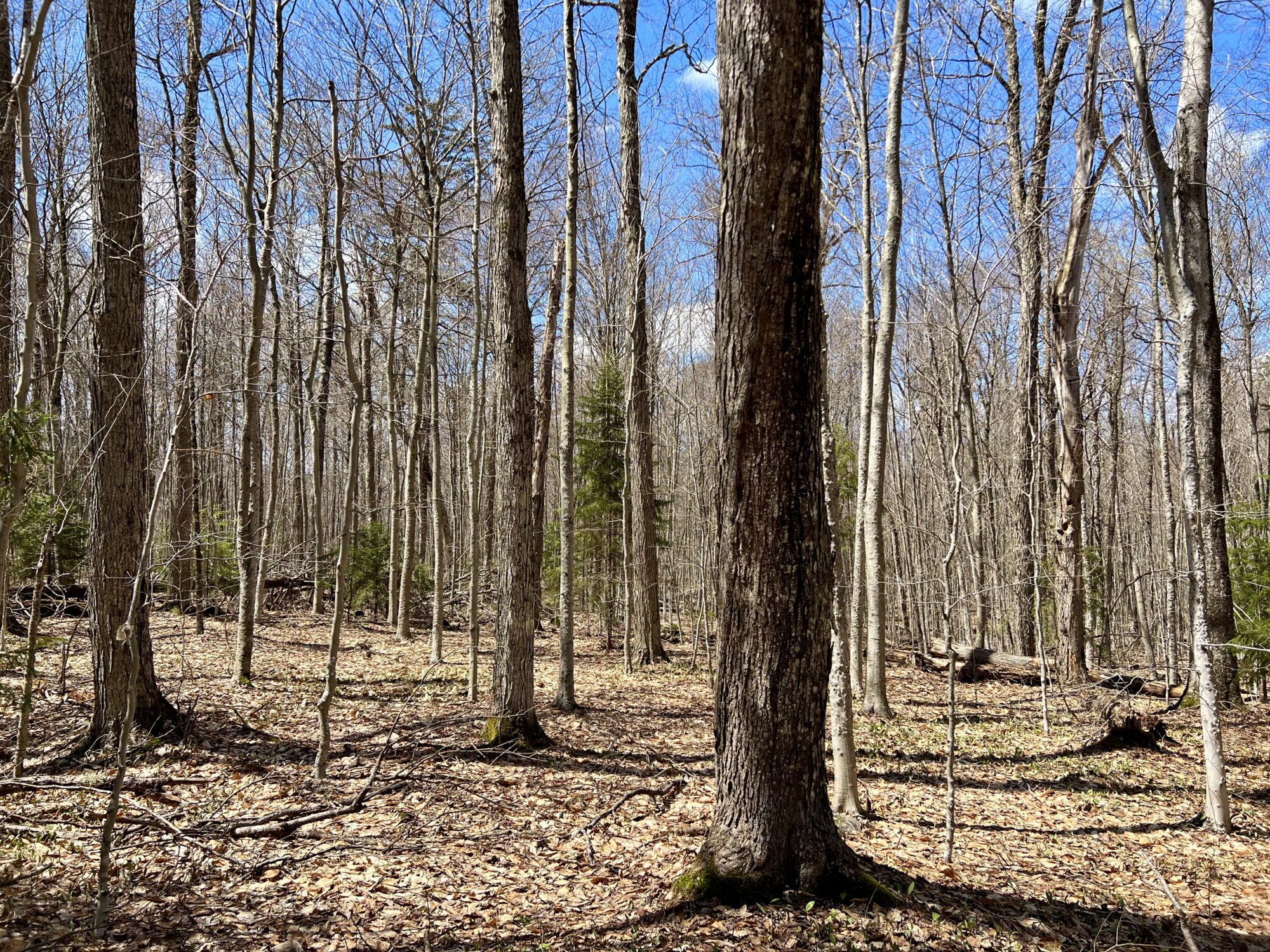 homesteading-land