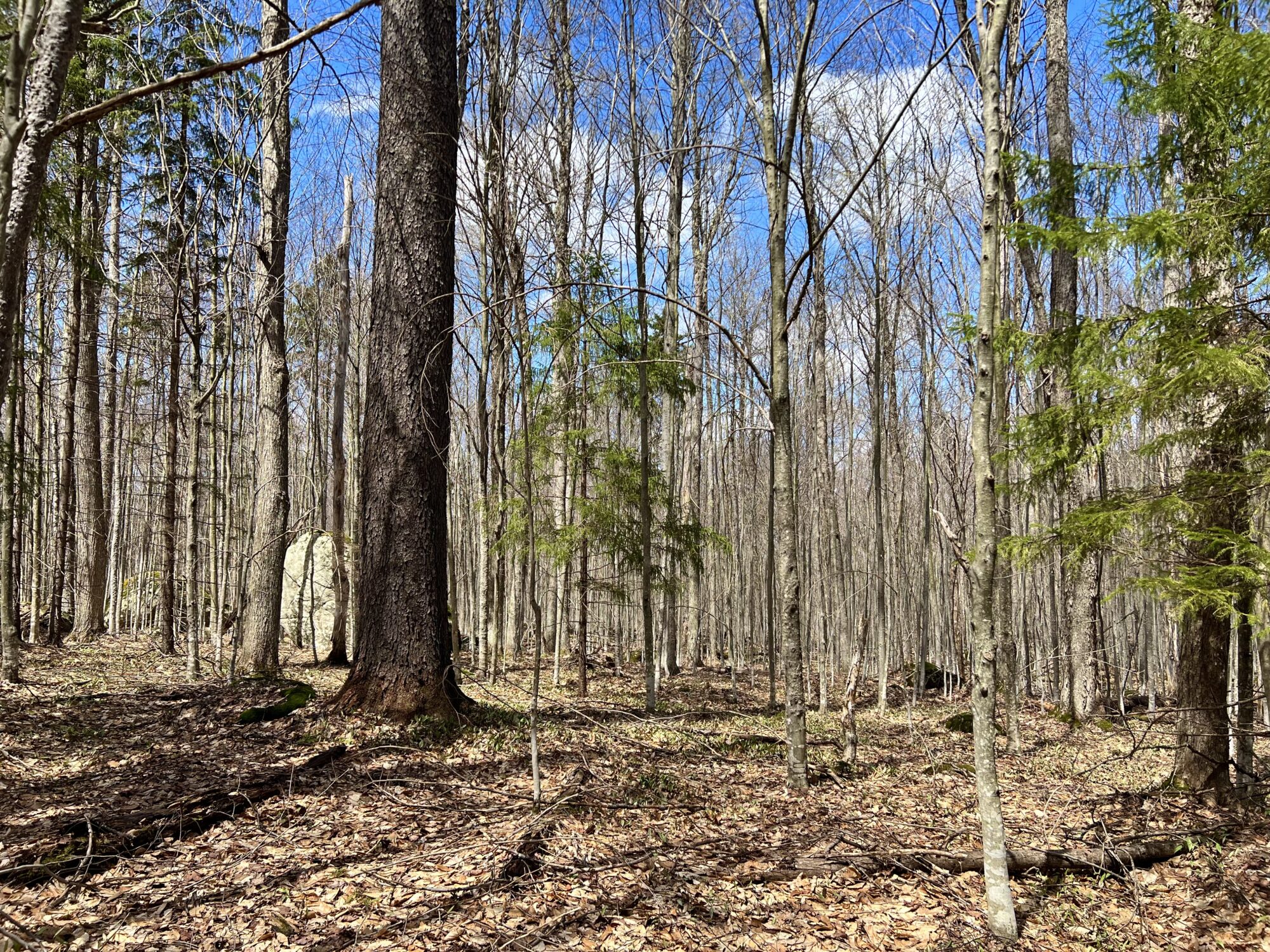 homesteading-land1
