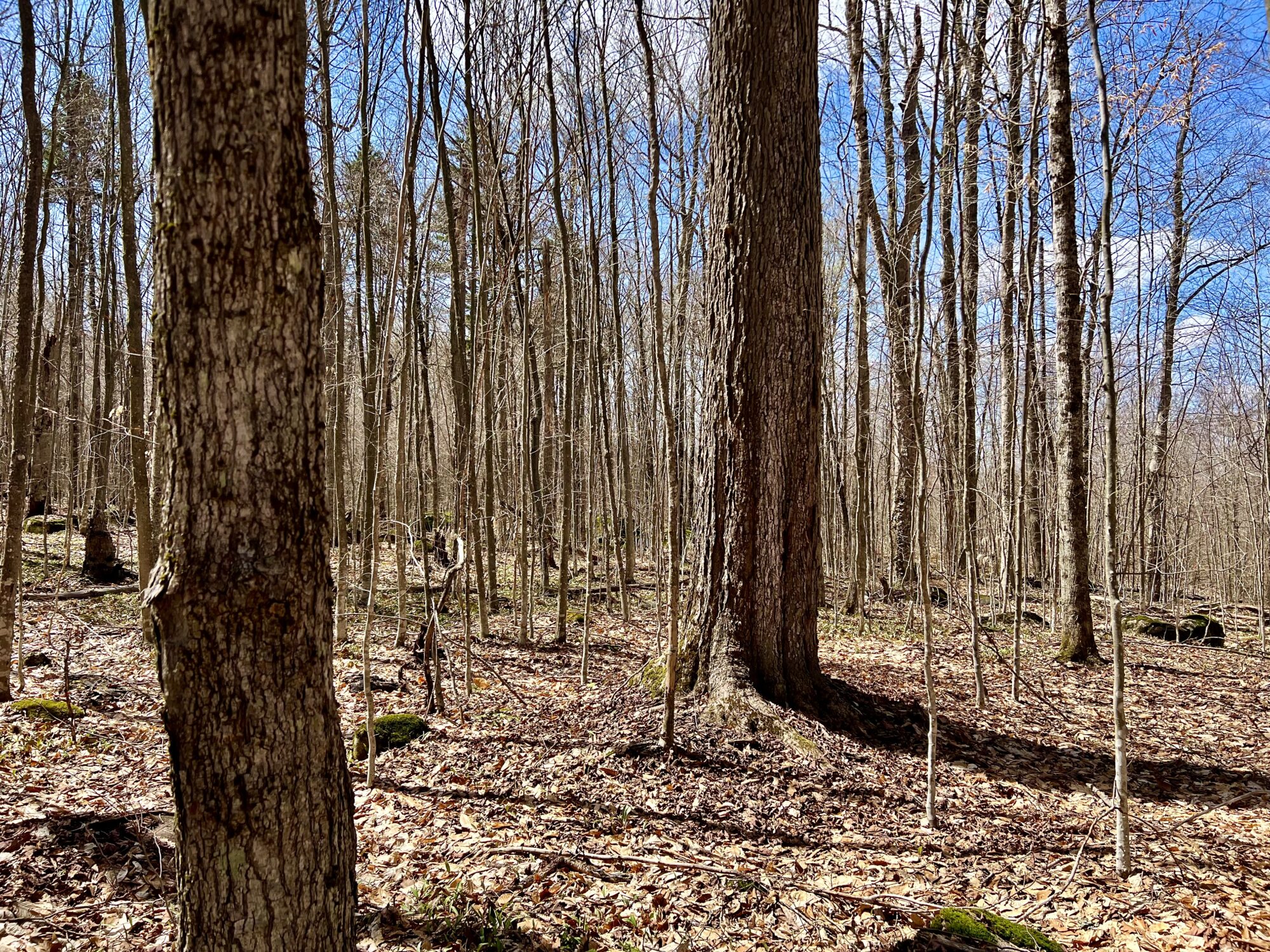 homesteading-land2