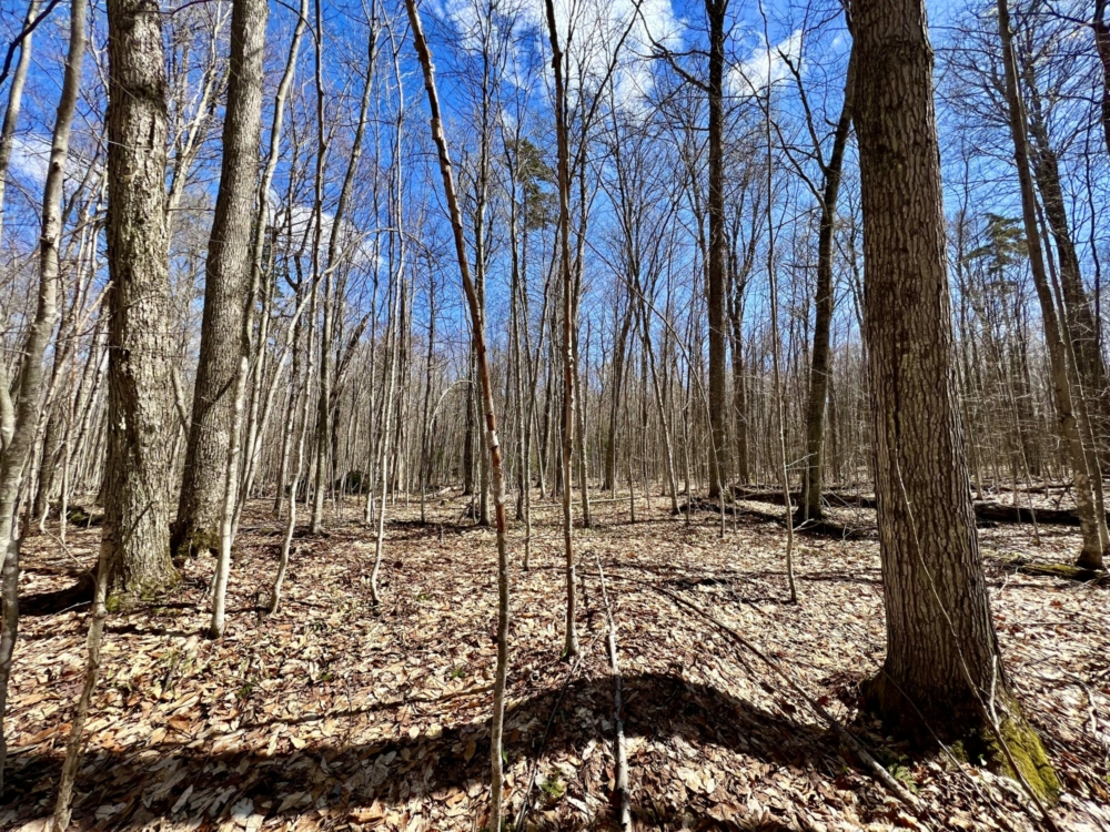 homesteading-land3