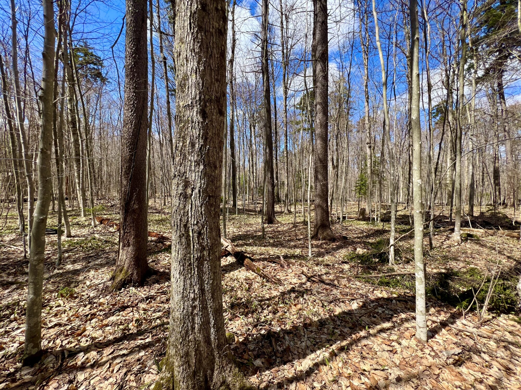 homesteading-property