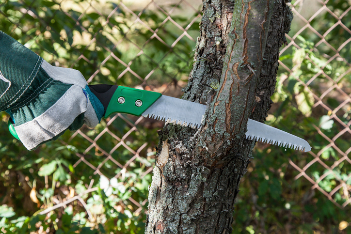 Pruning tree
