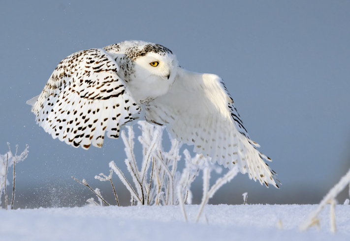 istock snowy owl