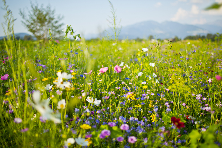 wildflowers
